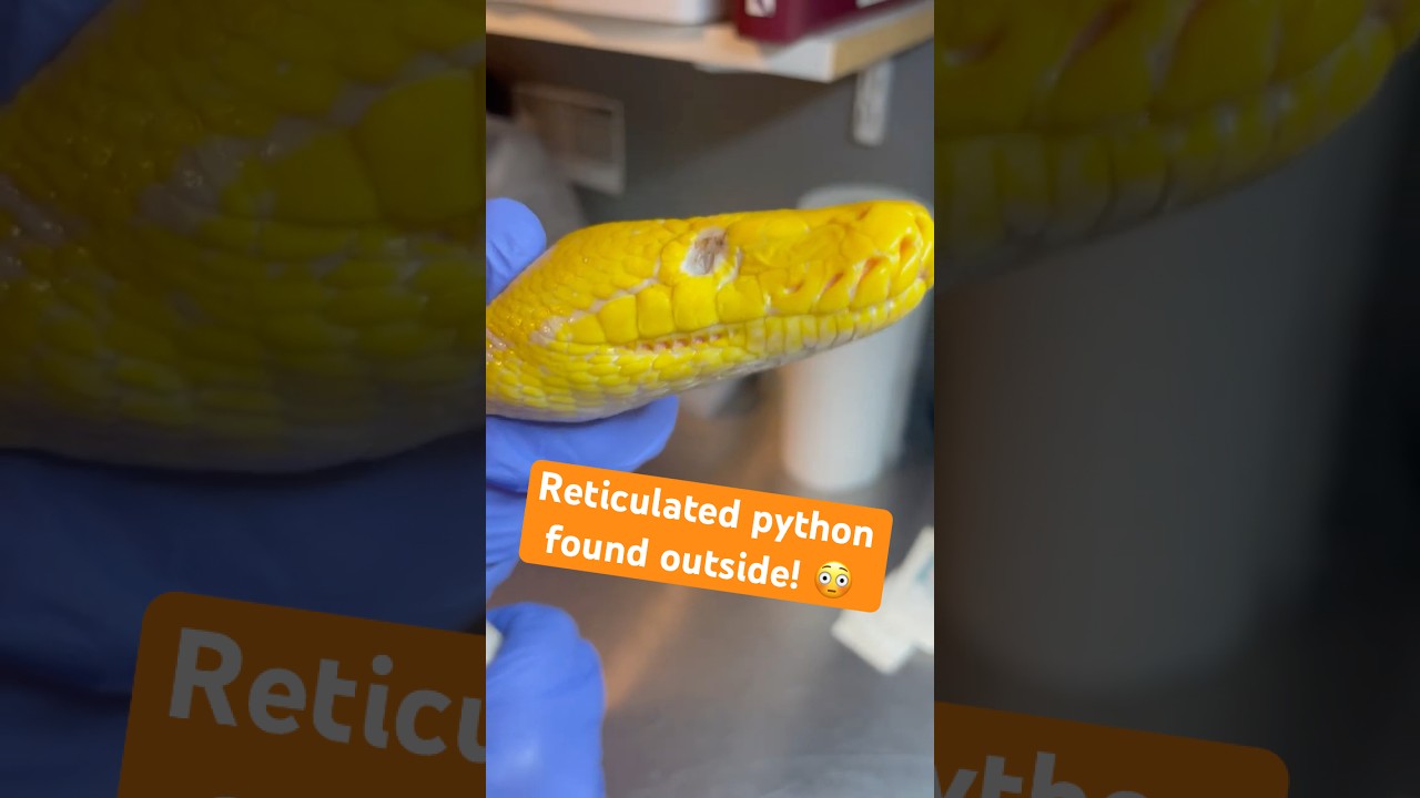 Reticulated Python Found Outside!
