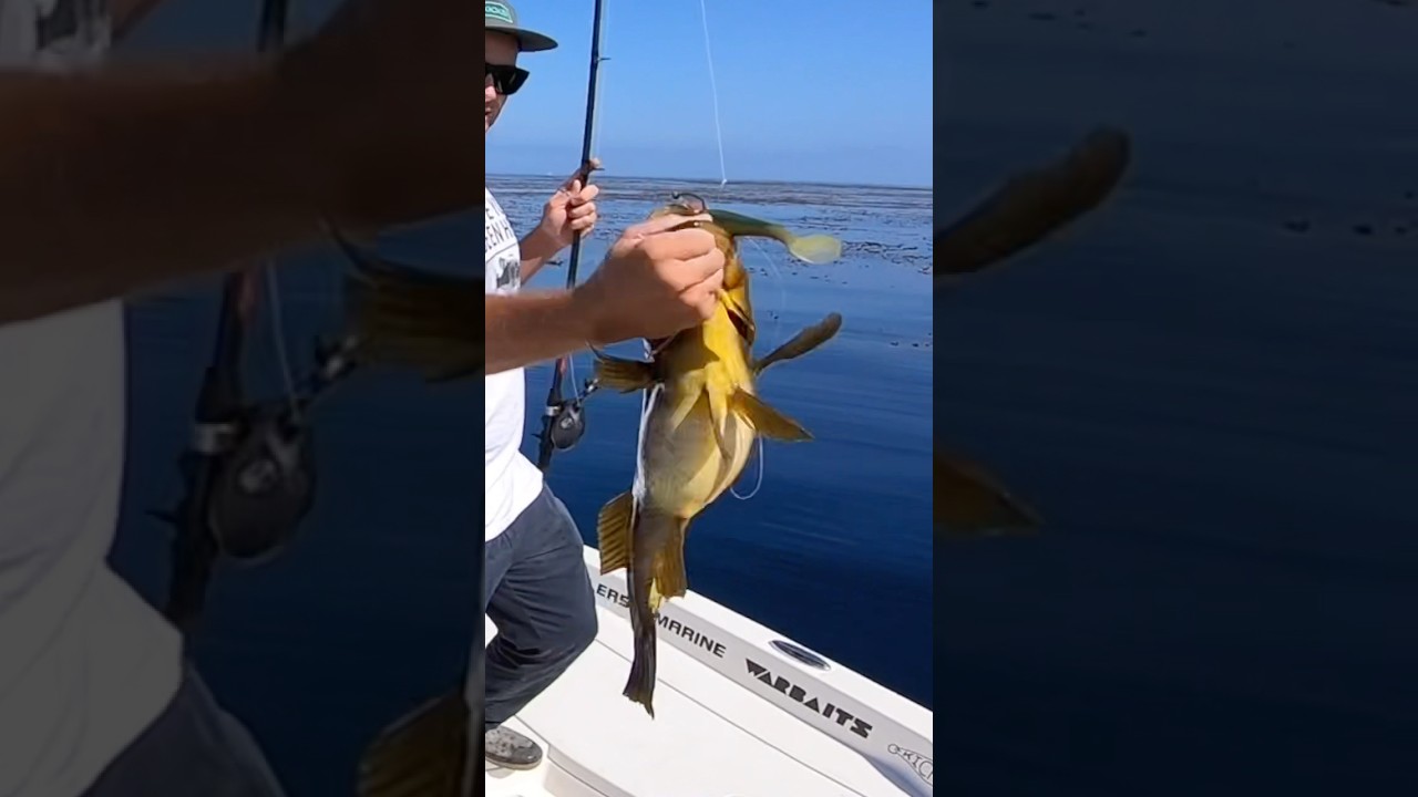 That&rsquo;s a giant calico bass belly!! | @WARBAITS #warbaits #fishingadventures #adventure