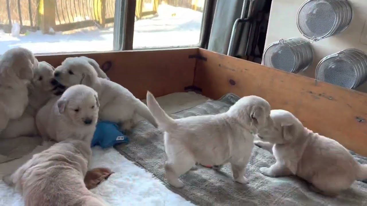 Butternut Goldens &mdash; 3 Weeks Ol