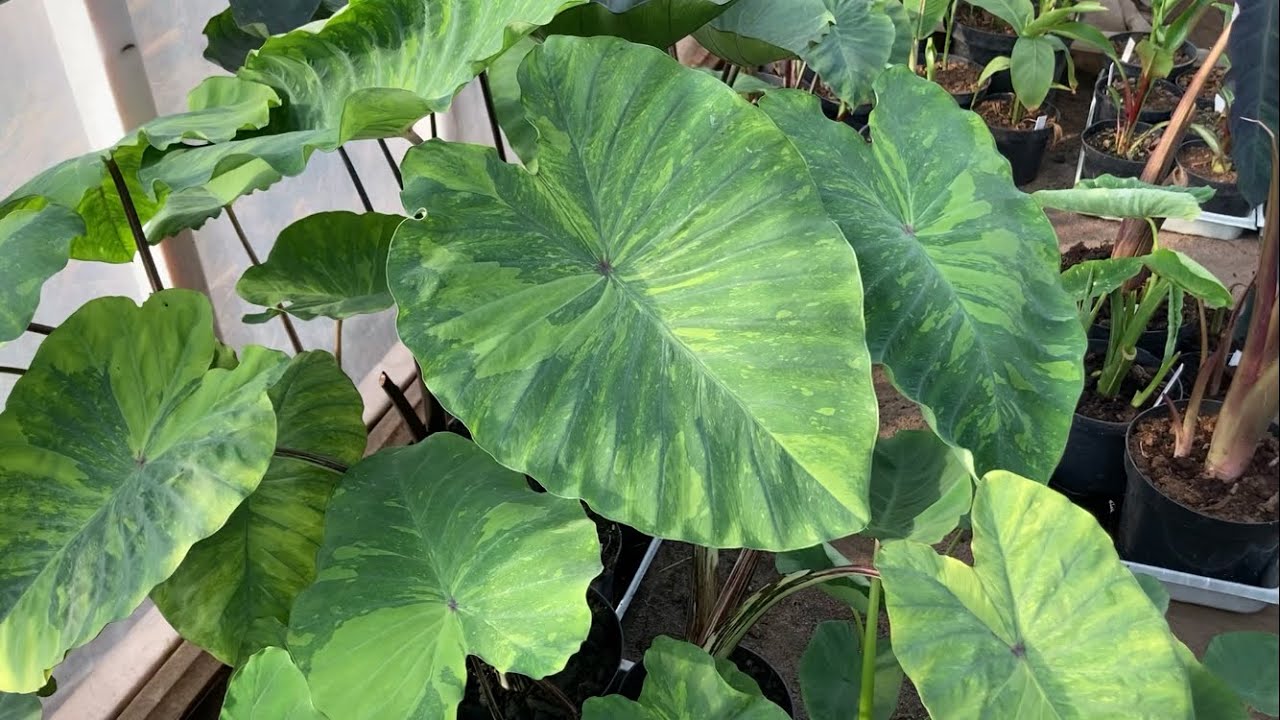 Colocasia Lemon lime , limeade i midori sour