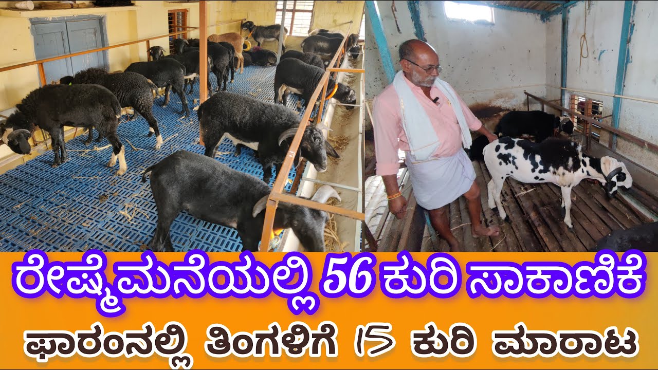 ರೇಷ್ಮೆಮನೆಯಲ್ಲಿ 56 ಕುರಿ ಸಾಕಾಣಿಕೆ ಫಾರಂನಲ್ಲಿ ತಿಂಗಳಿಗೆ 15 ಕುರಿ ಮಾರಾಟ