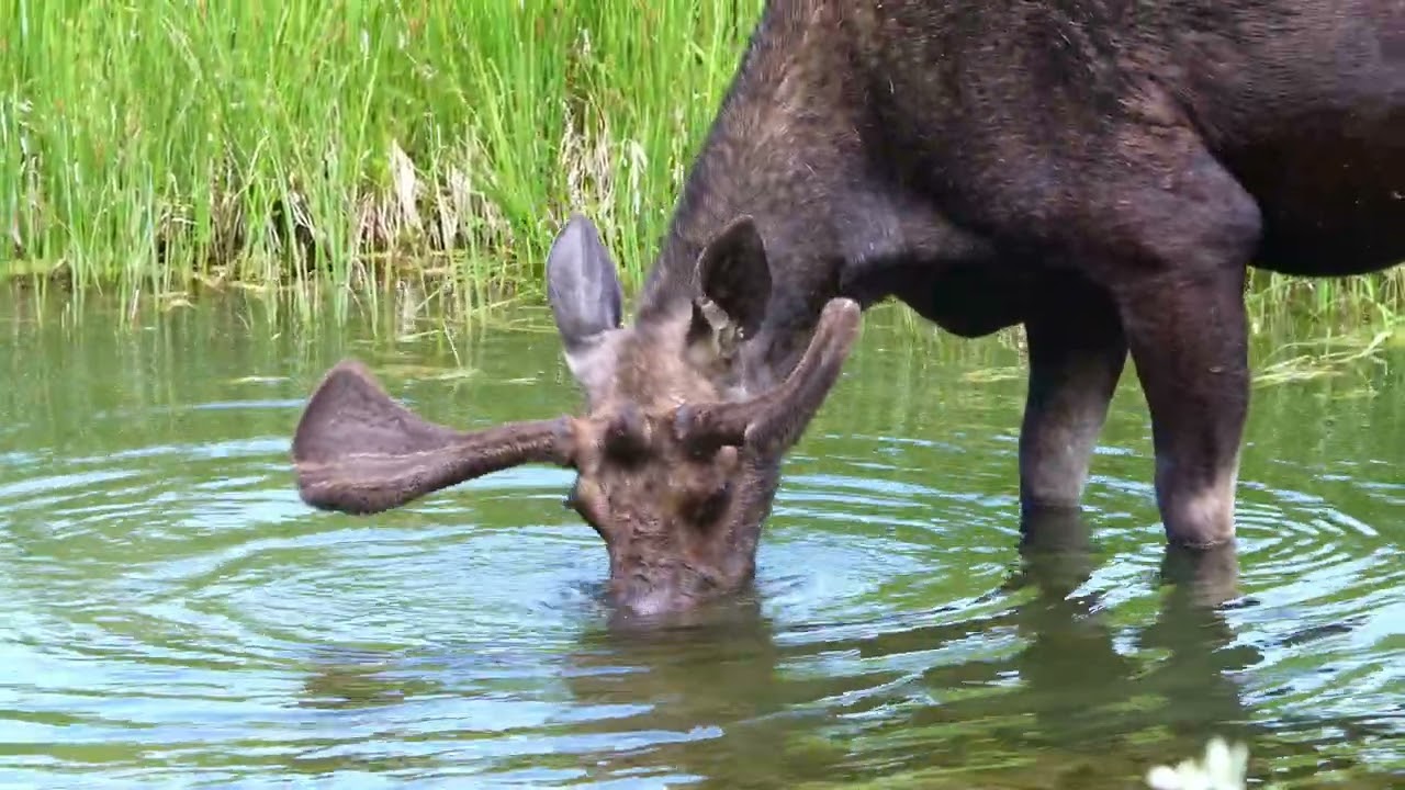 Schwabacher Landing Moose