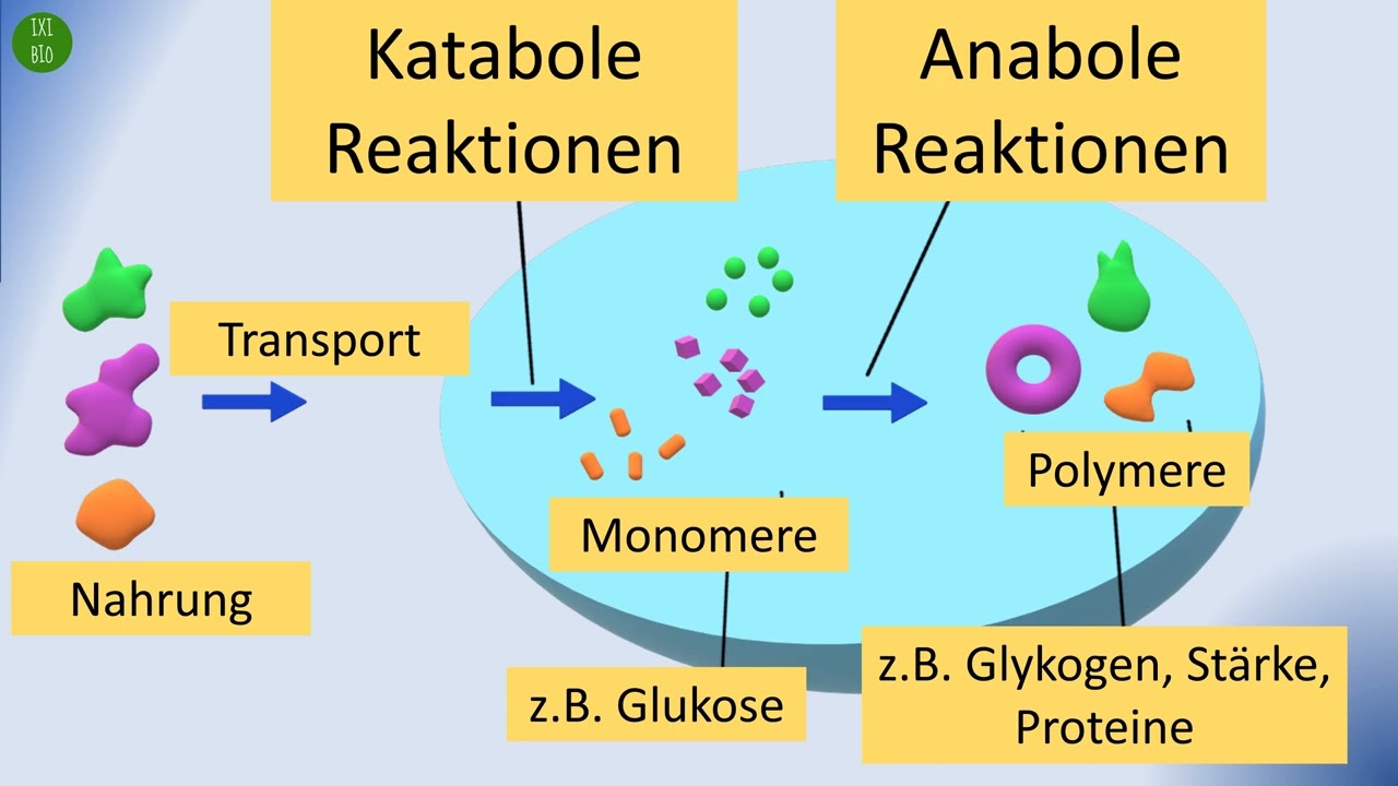 anabole und katabole Reaktionen