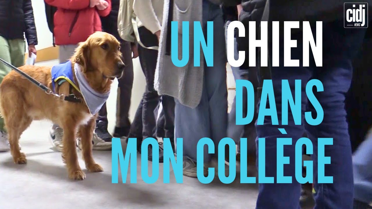 Un chien en classe : reportage au collège Henri Dunant d'Évreux