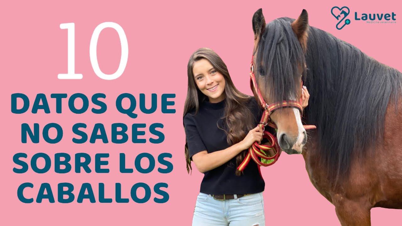 10 DATOS QUE NO SABES SOBRE LOS CABALLOS - Lauvet