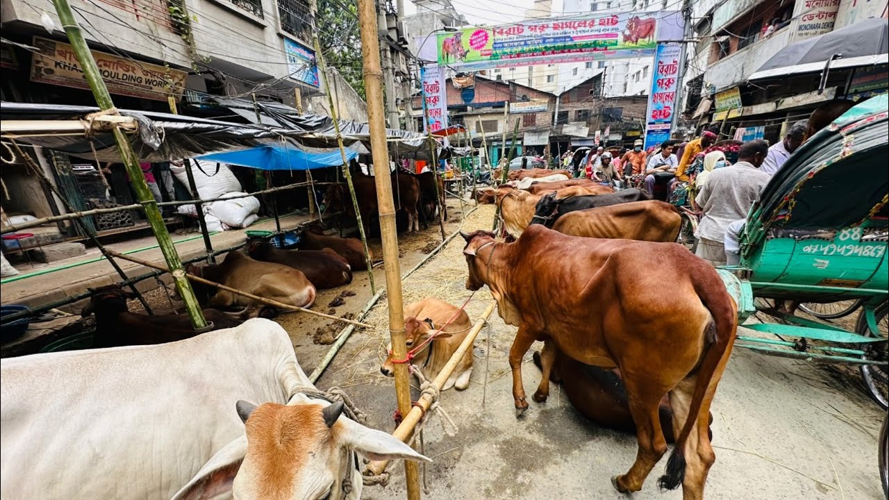 Dholaikhal haat 2024 | Haat full loaded with cows #qurbanvlogs #qurbanilovers #qurbani2024 #cow 
