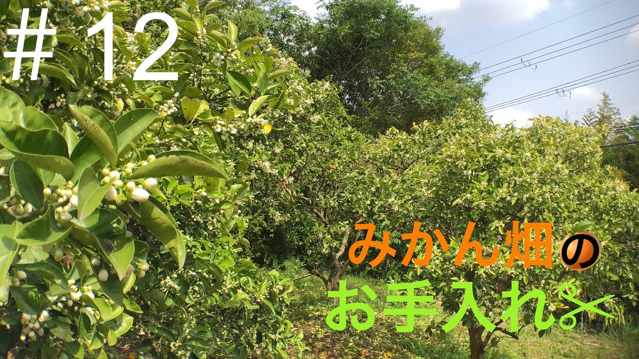 【農log ＃12】 ミカン畑で剪定作業をした件 #はっさくみかん #剪定 #畑仕事 #兼業農家 #vlog