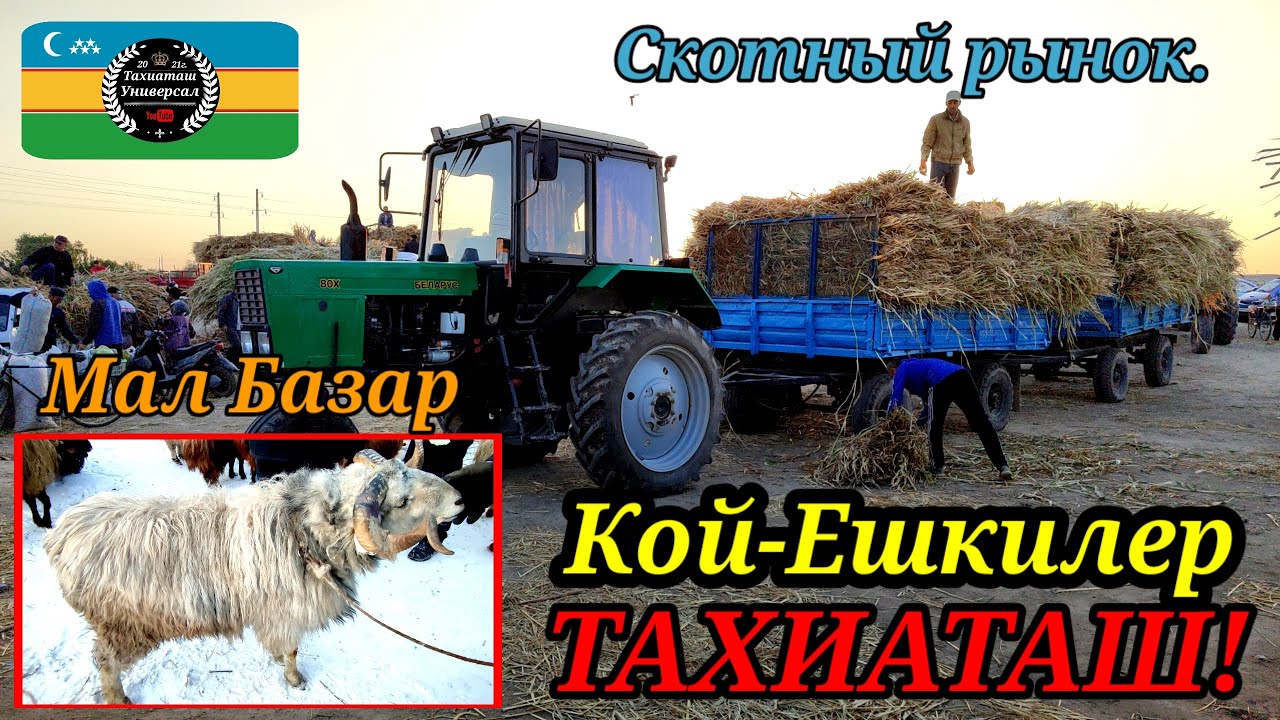 МАЛ БАЗАР СКОТНЫЙ РЫНОК #тахиаташ#каракалпакистан#бахалары#цены#кой#кошкар#ешки#ылак#козы#малбазар