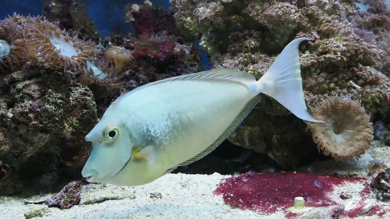 sea life