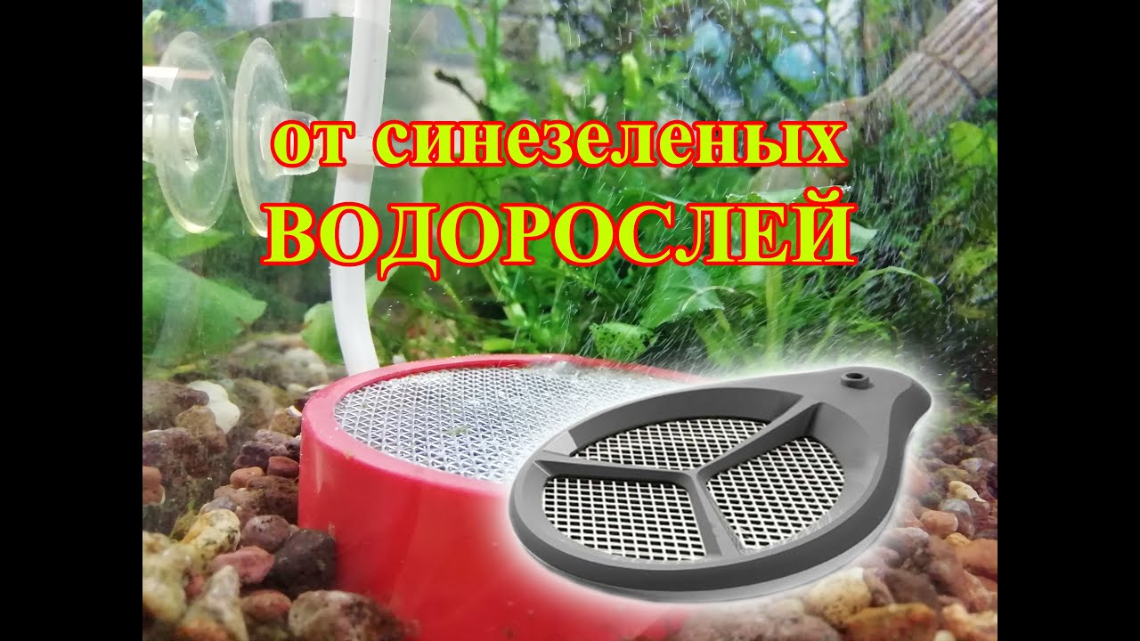 от синезеленых водорослей в аквариуме электролизер своими руками