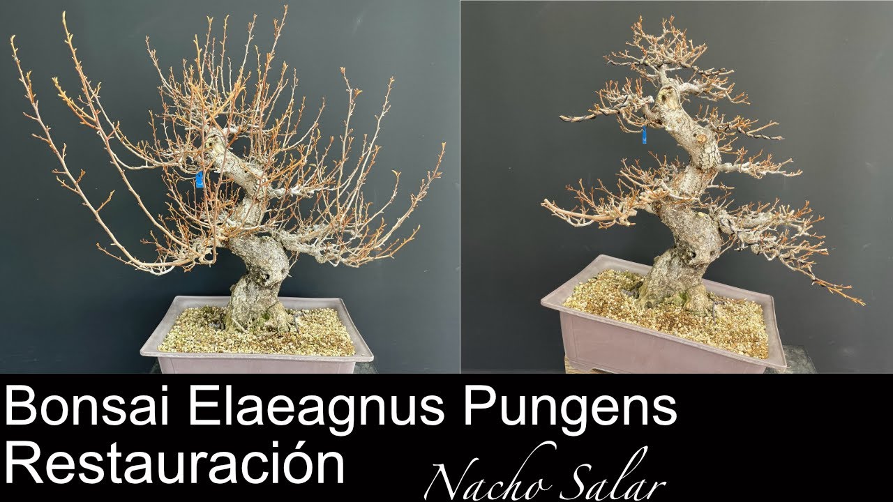 Bonsai Elaeagnus Pungens  Restauración Nacho Salar