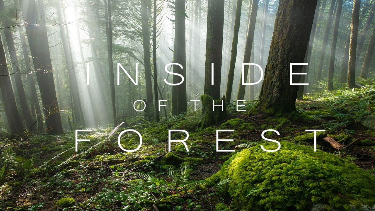 Inside of The Forest - Forest Videography