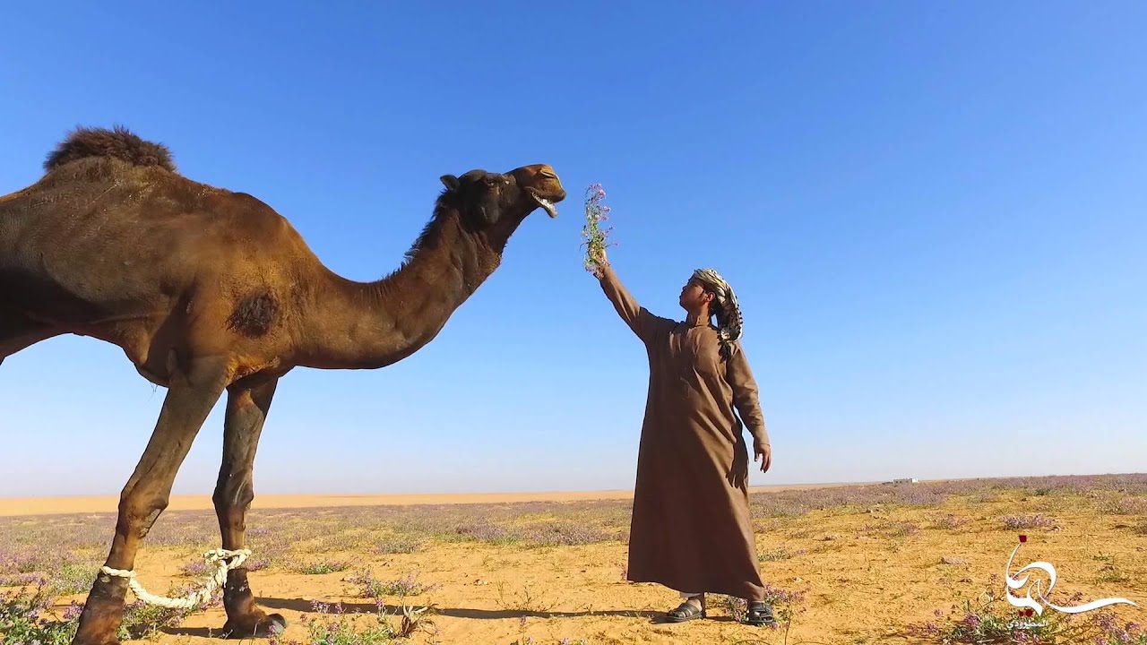 توثيق لآجمل سنوات الربيع ١٤٣٧هـ  من شمال الوطن كما عشتها