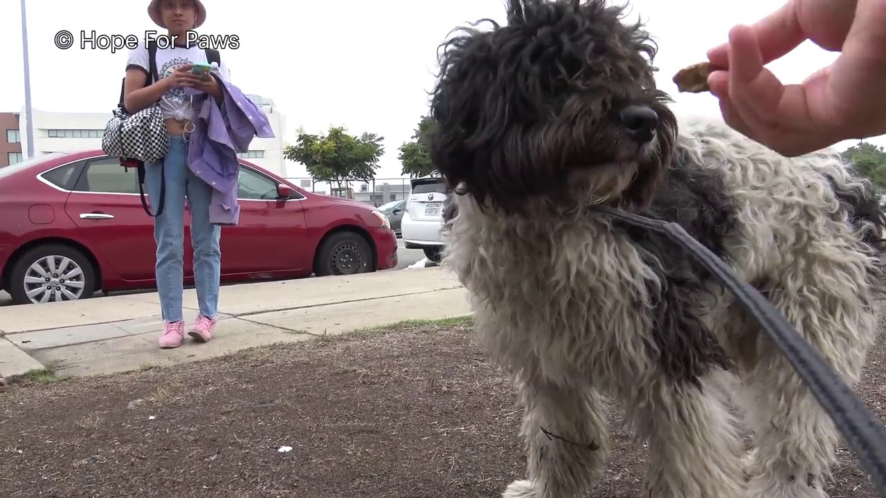 A homeless dog doesn