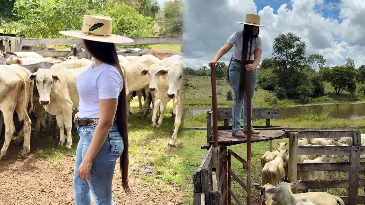 Apartando o gado🤠