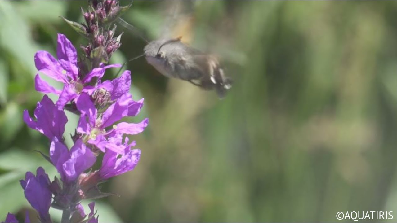 Les Jardins d'Assainissement Aquatiris, partout en France