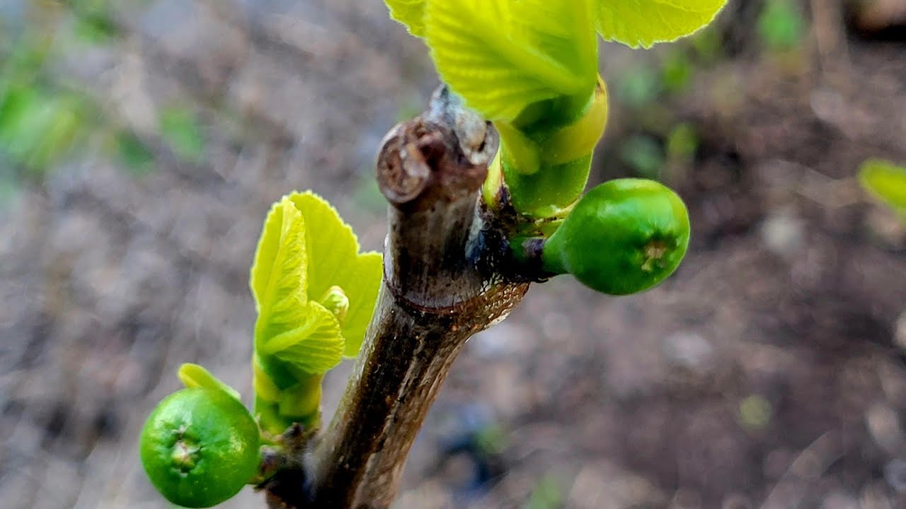My in-ground fig trees survived the winter in NYC!