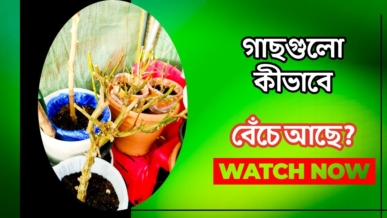 পলি টানেলে থাকা গাছগুলো এখনো বেঁচে আছে | আধুনিক কৃষি প্রযুক্তিতে গাছ সংরক্ষণ