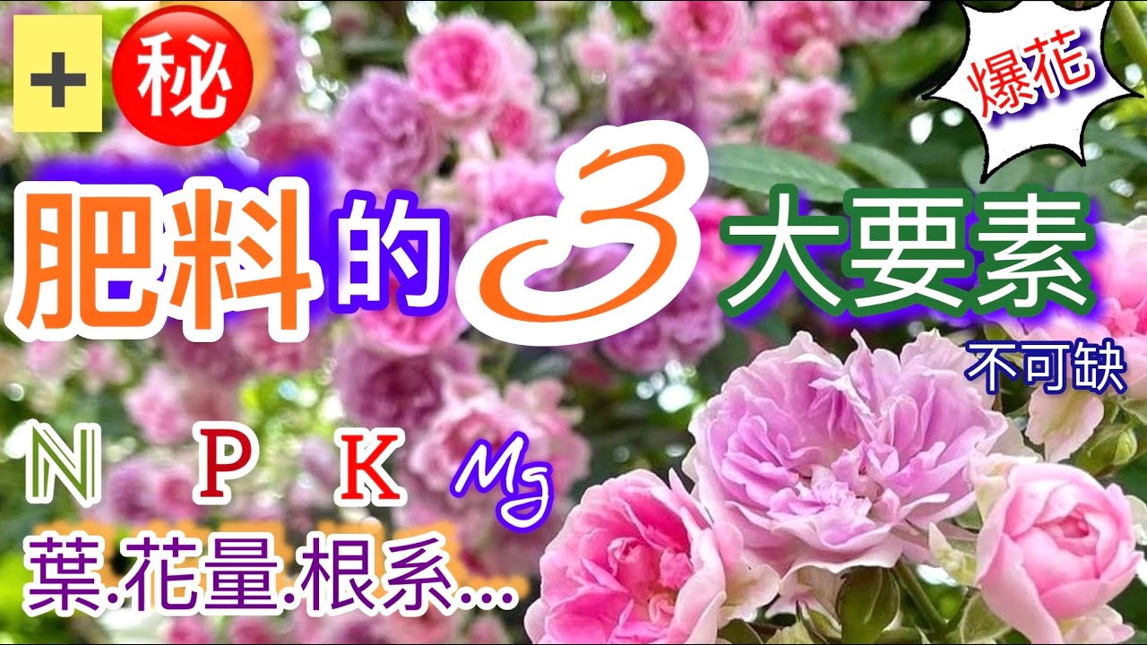 如何讓玫瑰健壯爆花！肥料三大要素+鎂肥缺不得！公開Erin選肥料的小秘密#erin玫瑰花園 