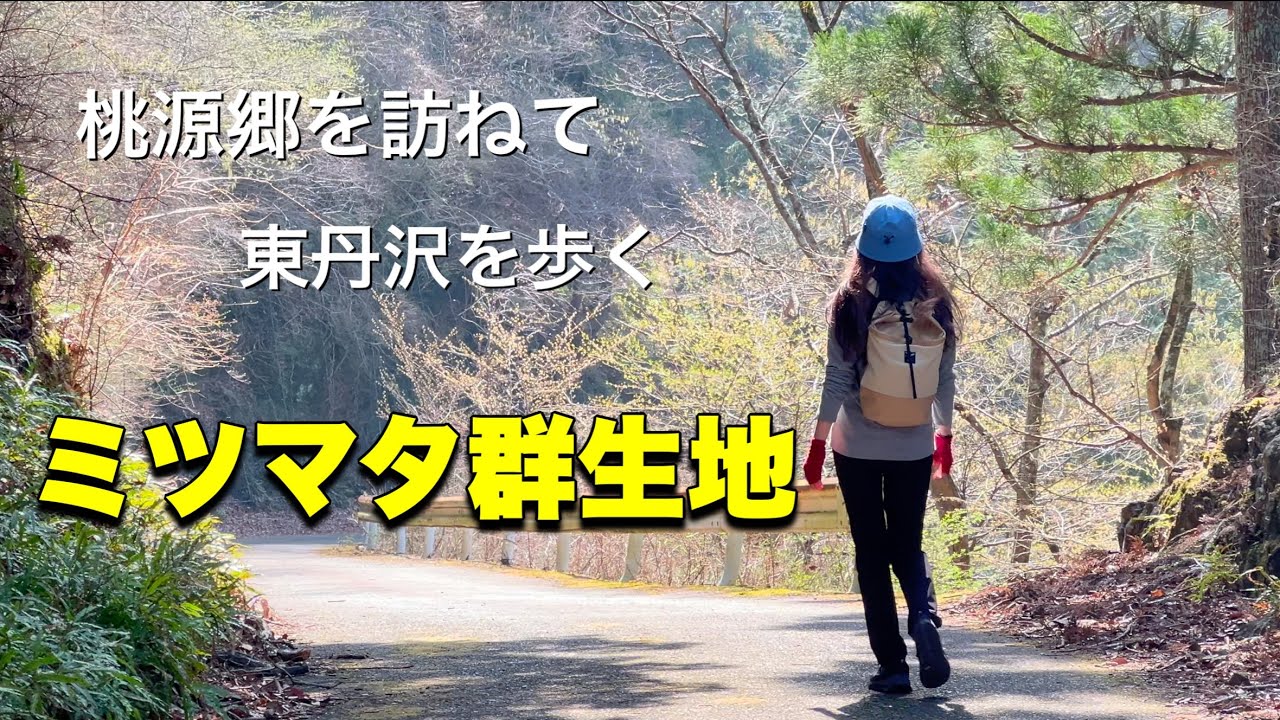 【4K映像】春の訪れをつげる東丹沢・不動尻のミツマタ群生地