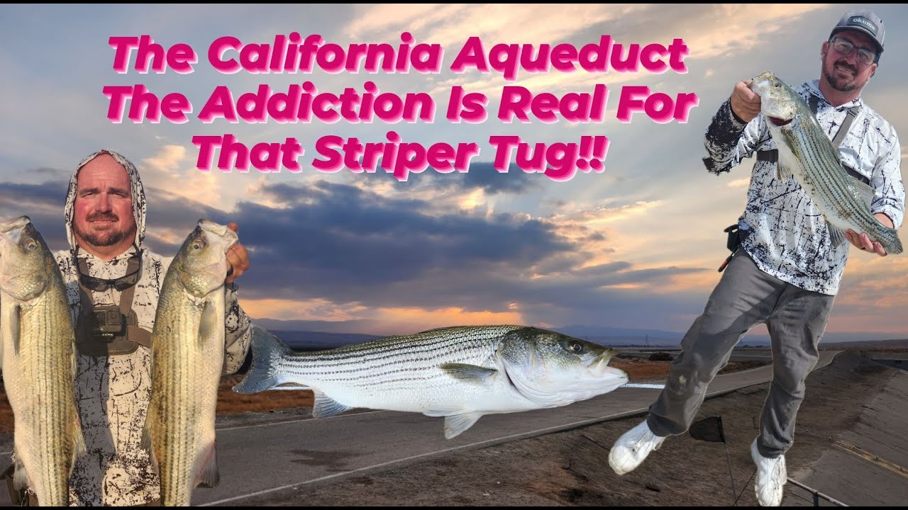 The California Aqueduct The Addiction Is Real For That Striper Tug