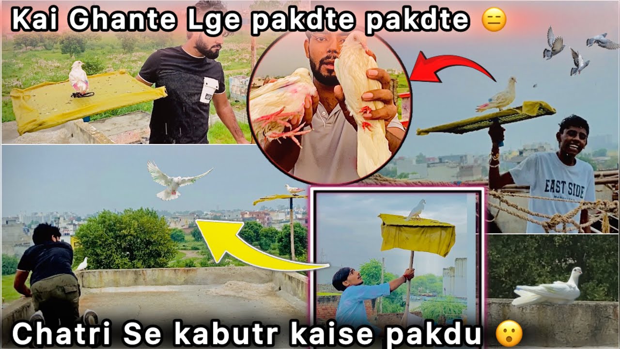 Finally 🤑 Chatri wala kabutr pakr Liya 🕊️|| Bht Mushkil Se Hath Lga 🕊️ || Bht Chalak Hai 😮