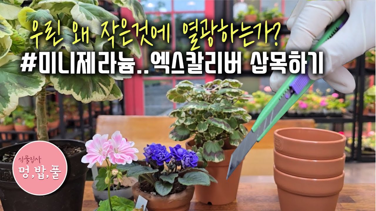 제라늄,엑스칼리버삽목 #1차다리털밀기 #팬시제라늄 #미니제라늄 #제라늄다리털밀기 #작은제라늄