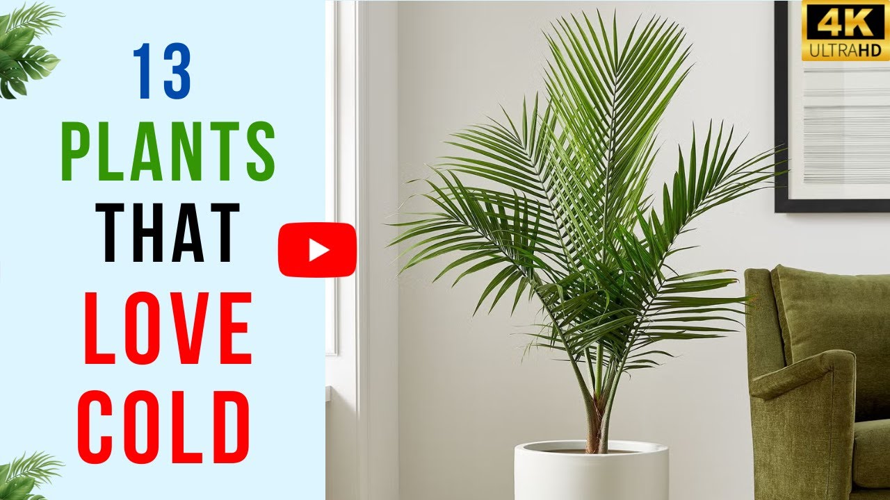 13 лучших комнатных растений, которые хорошо себя чувствуют в холодных помещениях | Растения, кот...
