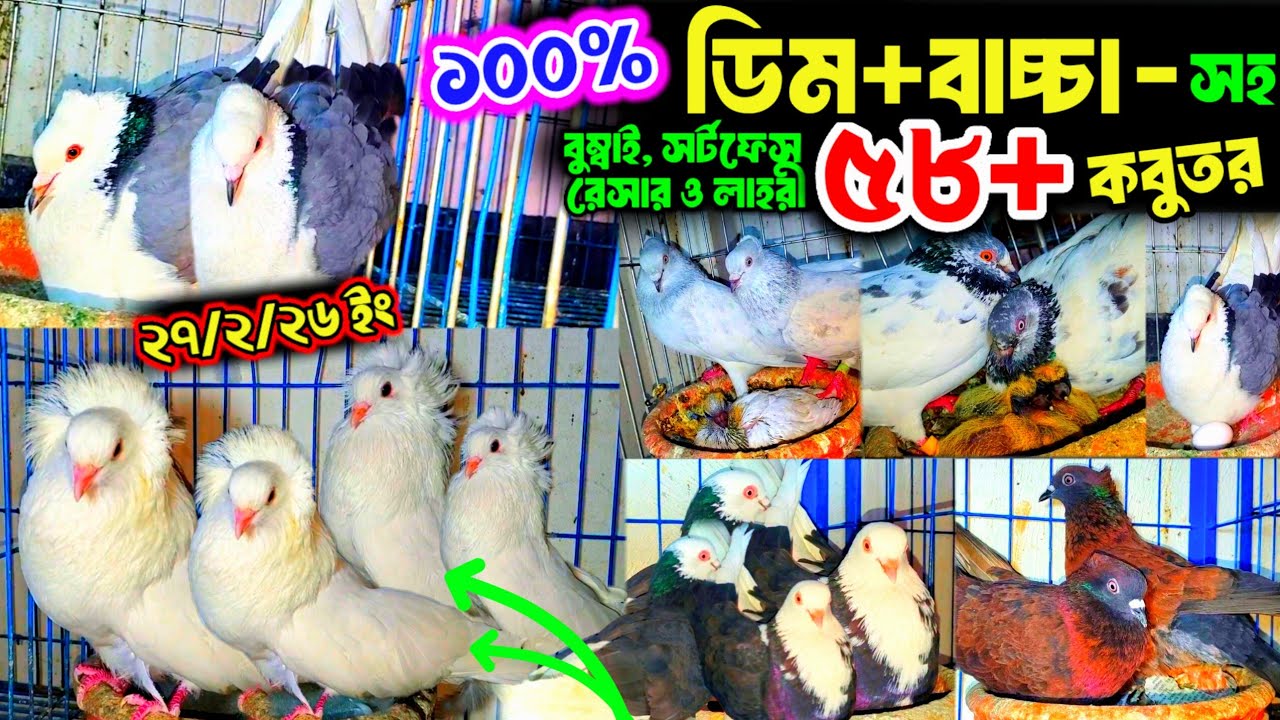 পাইকারির চেয়েও কমদামে সর্টফেস বুম্বাই লাহরি ও রেসার কবুতর | ১০০% ডিম বাচ্চা সহ কবুতর কিনুন খামার থেক
