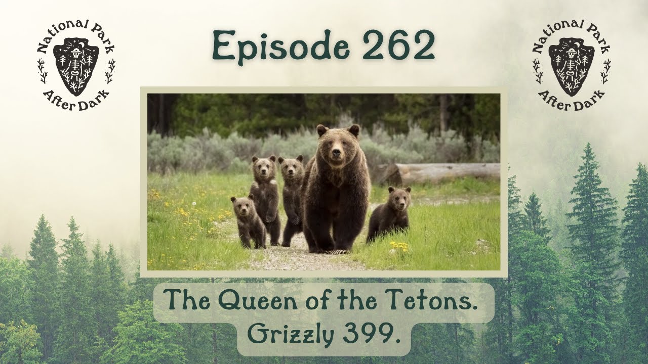 National Park After Dark: The Queen of the Tetons. Grizzly 399. | National Park After Dark