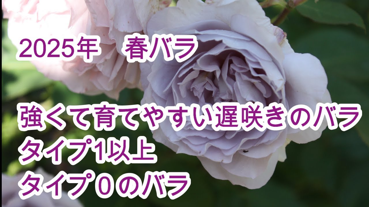 【バラの庭】遅咲きの強いバラ/薬剤散布のいらないタイプ1以上