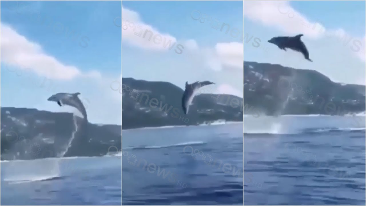 Ora News - Delfini dhuron spektak&euml;l n&euml; Vlor&euml;, e filmoi nj&euml; peshkatar