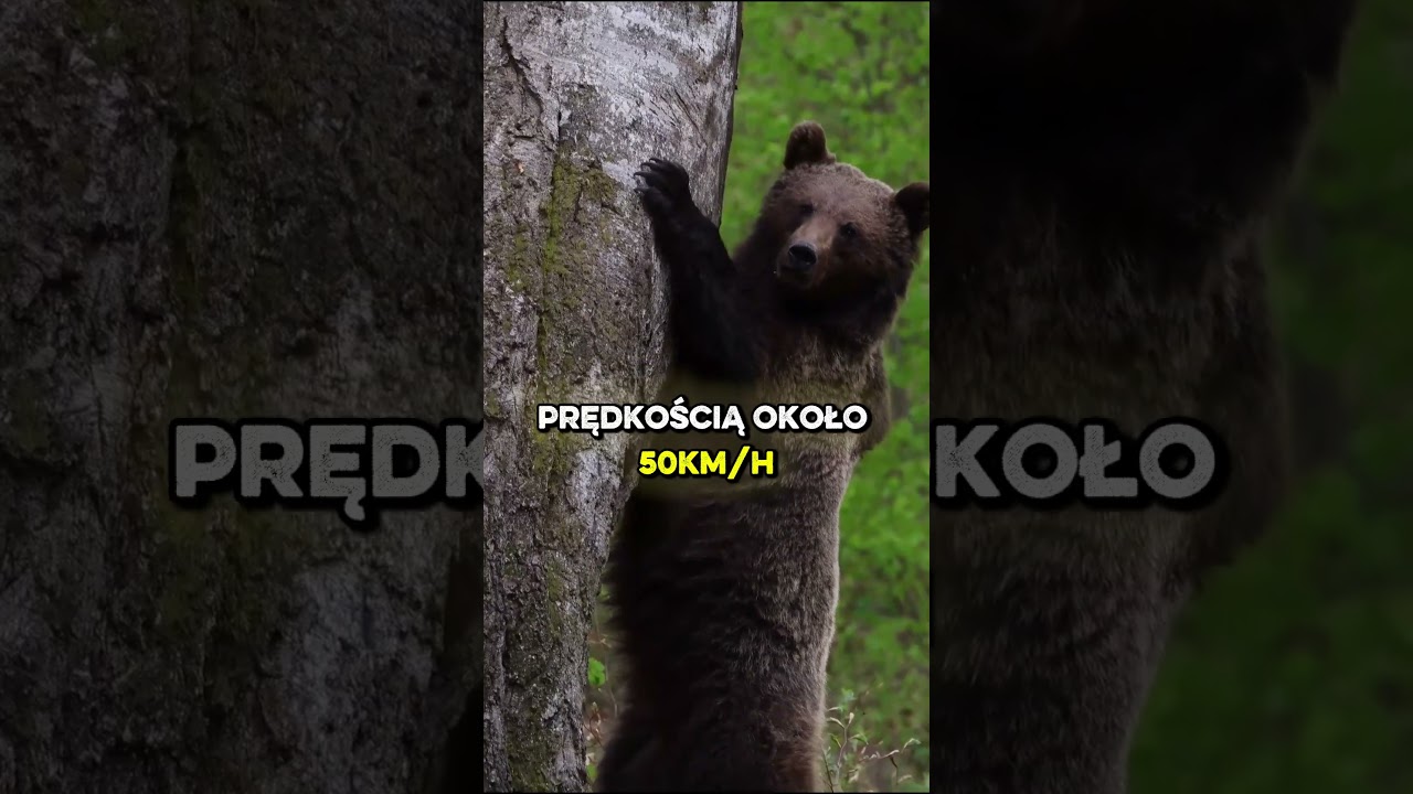 Największy drapieżnik Polski potrafi ważyć 350 kg! 🐻