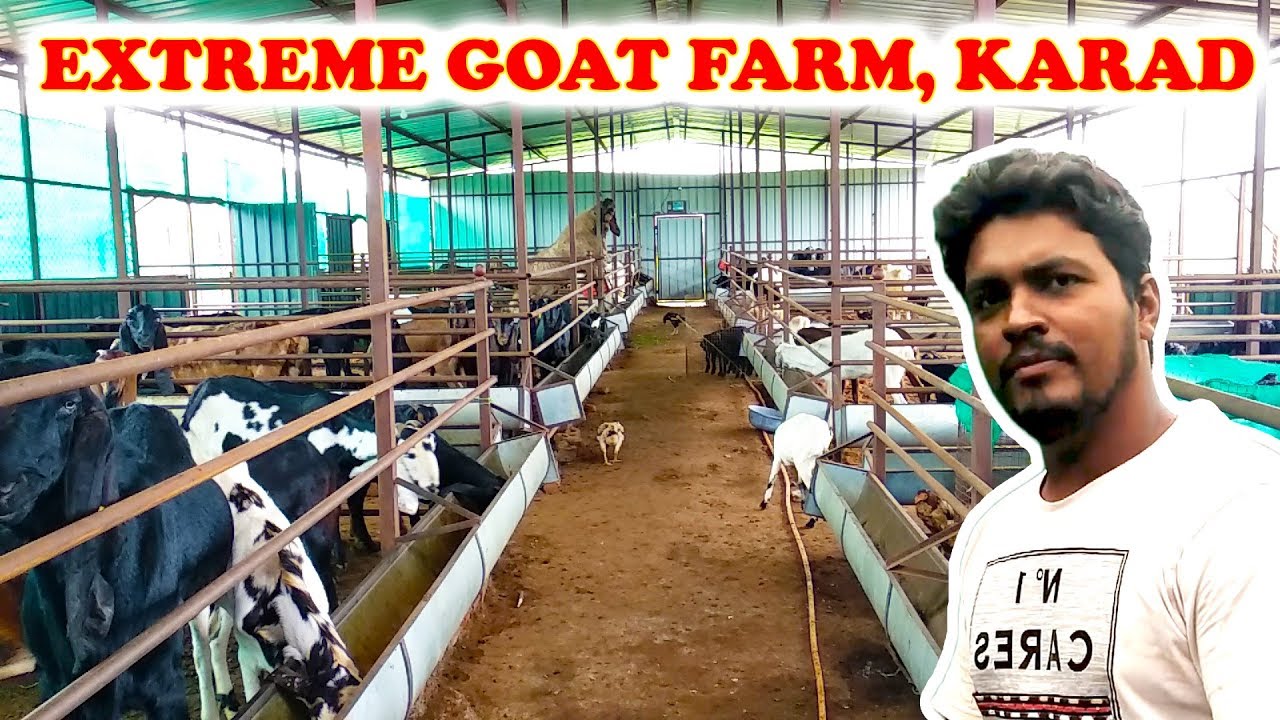 Extreme Goat Farm Tour Beetal, Aseel & more!