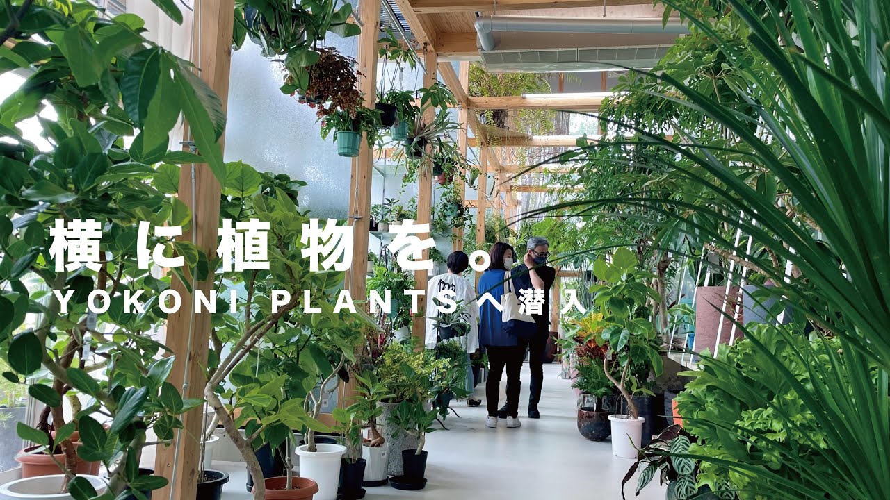 【植物のための建築と空間】植物迷ってるなら絶対行くべき！/YOKONIPLANTS/観葉植物/植物屋さん/鉢/木村松本建築設計事務所/愛知/名古屋/#植物#暮らしのvlog