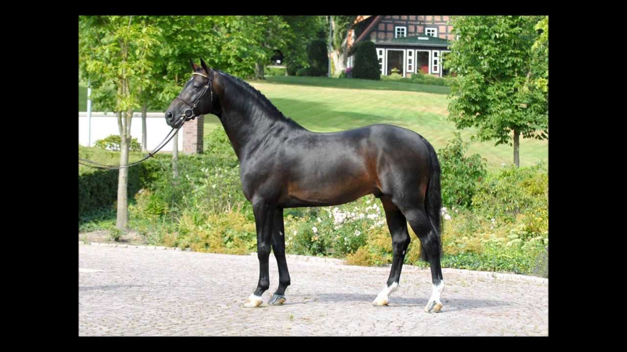 Contendro