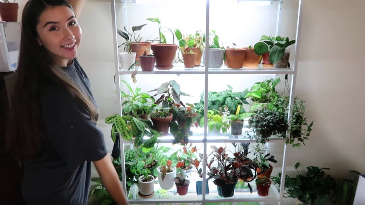 How I Set Up My Plant Shelf
