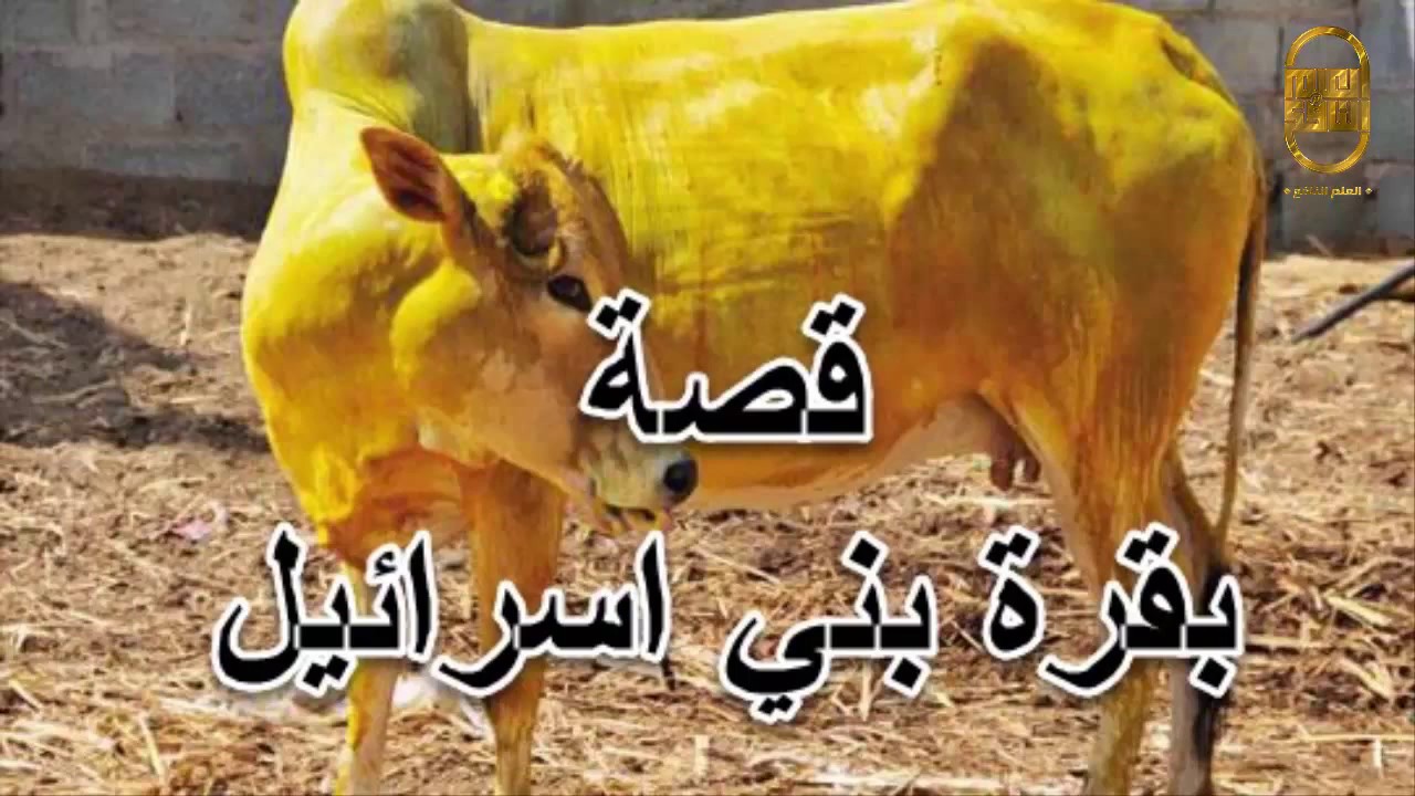 قصص | قصة  بقرة بني اسرائيل | قصة عجيبة شرح جديد