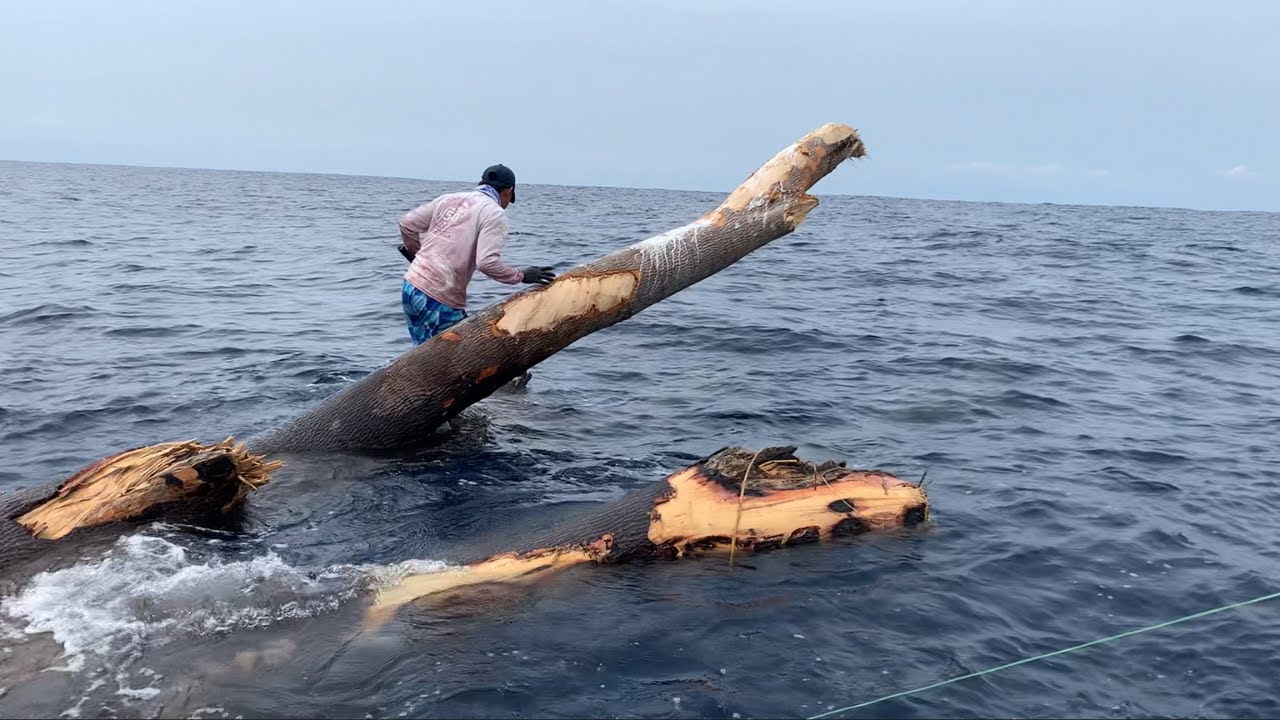 Este tronco GIGANTE nos rescato la simbra!!