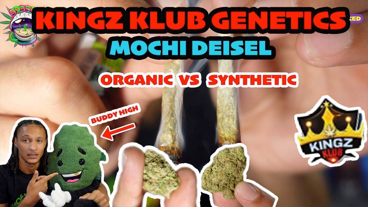 ORGANIC VS SYNTHETIC FLOWER  | MOCHIC DEISEL REVIEW | KINGZ KLUB GENETICS | UK FLAVOURS |