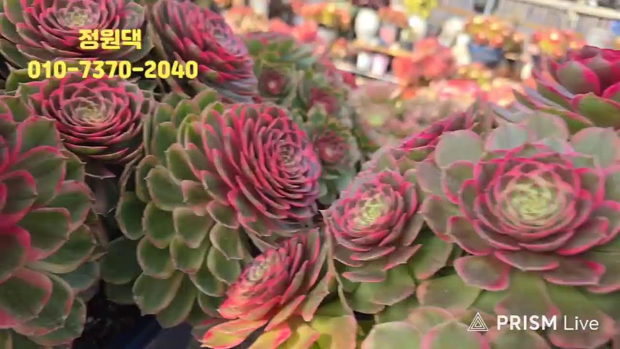 속초 정원다육 정원댁010.7370.2040