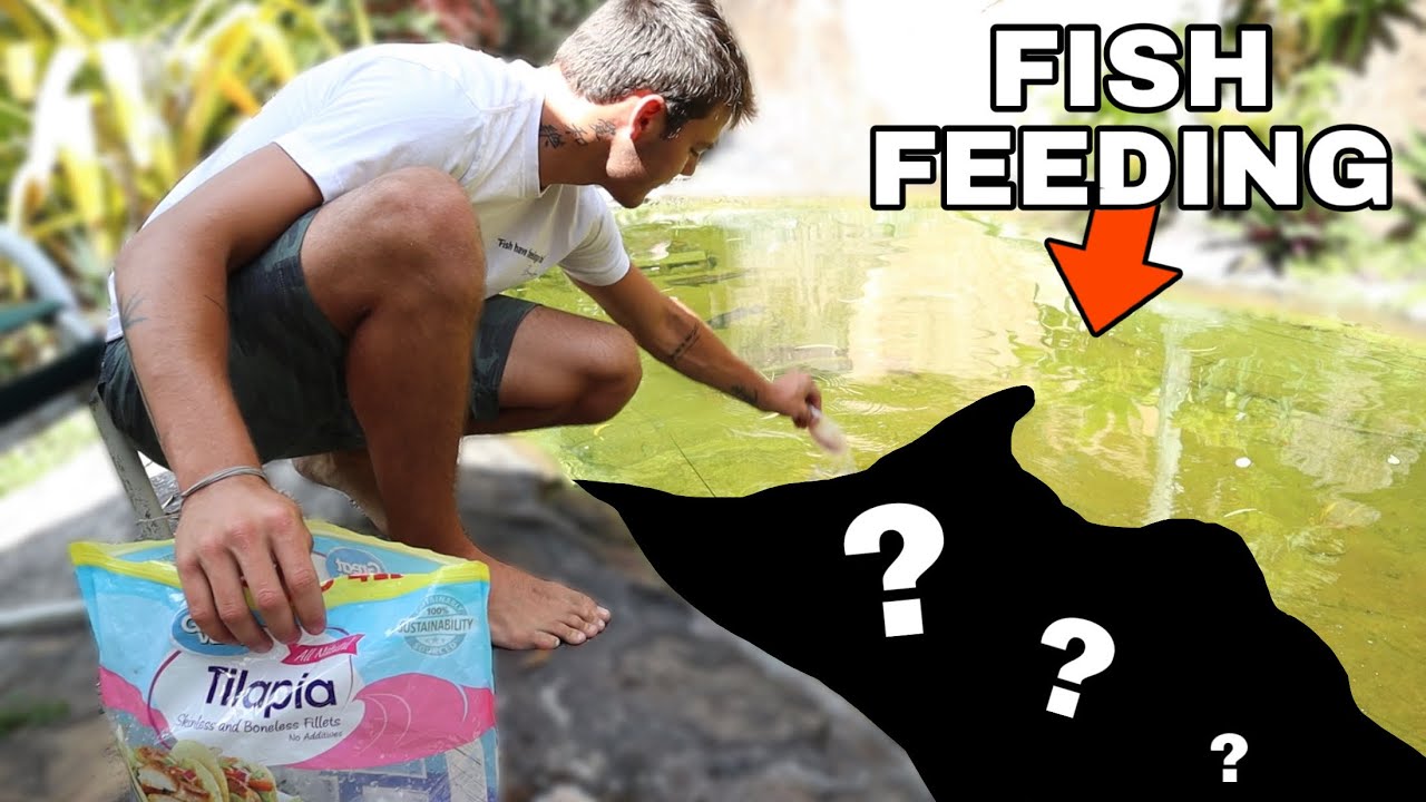 EPIC BACKYARD PREDATORY FISH COLLECTION!!!