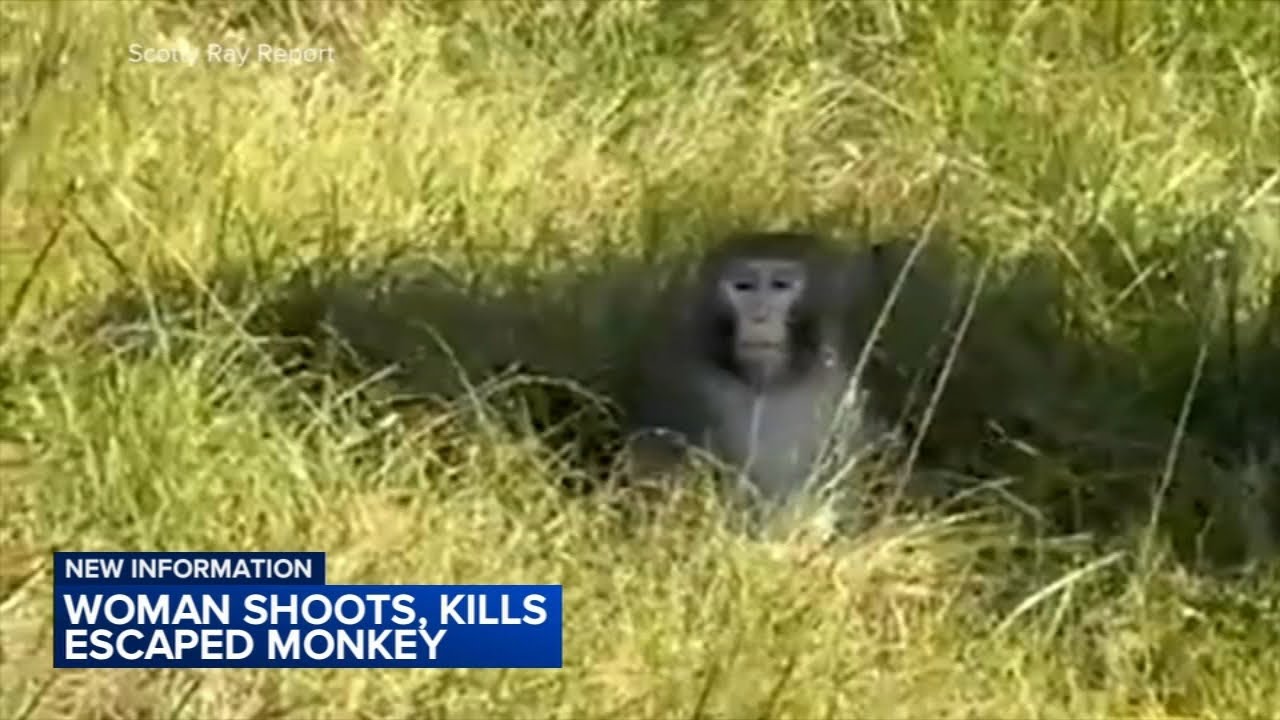 Mississippi woman kills escaped monkey fearing for her children's safety