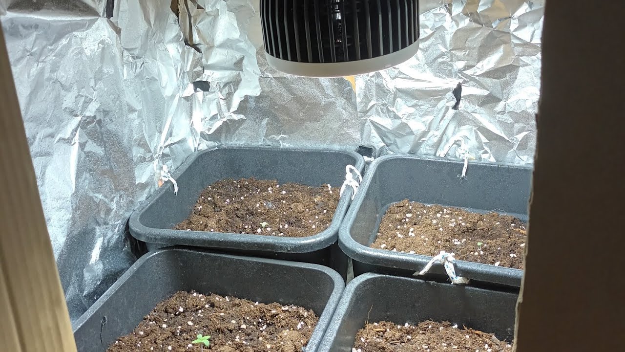 Mi Indoor desde Cero: gen&eacute;ticas y objetivos del canal | Indoor casero