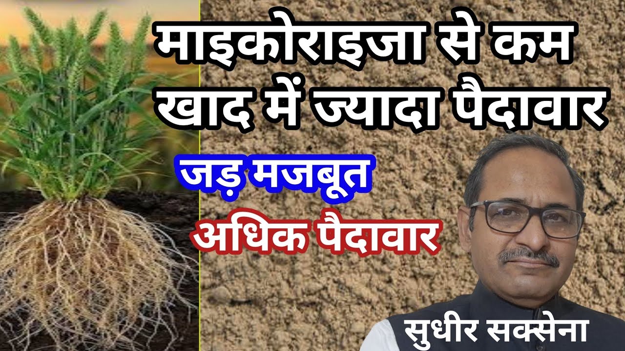 माइकोराइजा से गेहूं की पैदावार कैसे बढ़ती है।माइकोराइजा क्या है।  माइकोराइजा कैसे डालें। माइकोराजा 