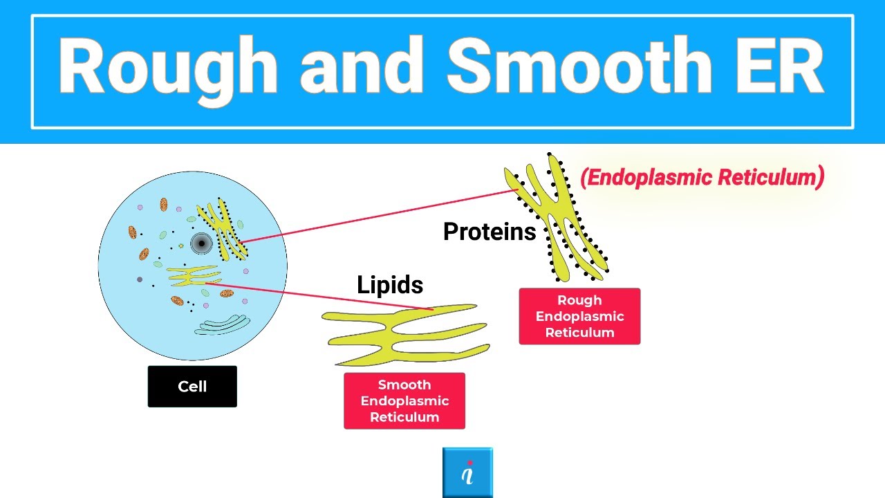 Difference Between Rough and Smooth Endoplasmic Reticulum | Structure and Function of ER