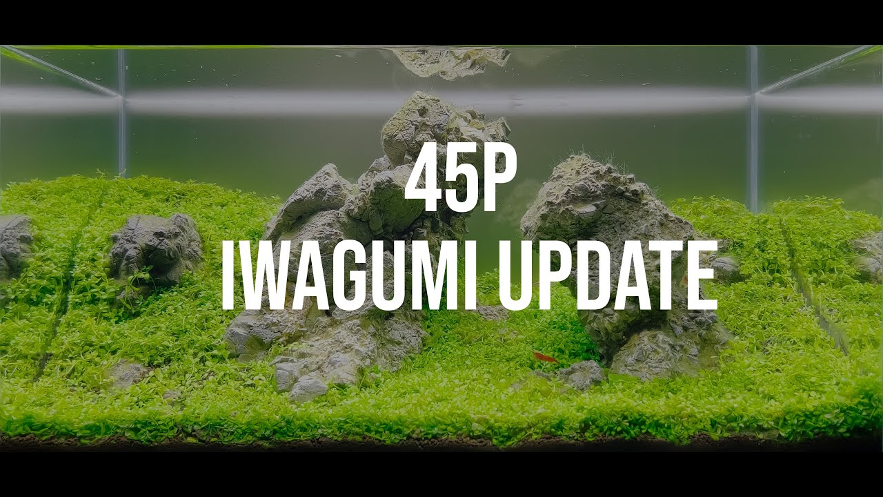 45P Iwagumi Cinematic - Relax & Unwind..