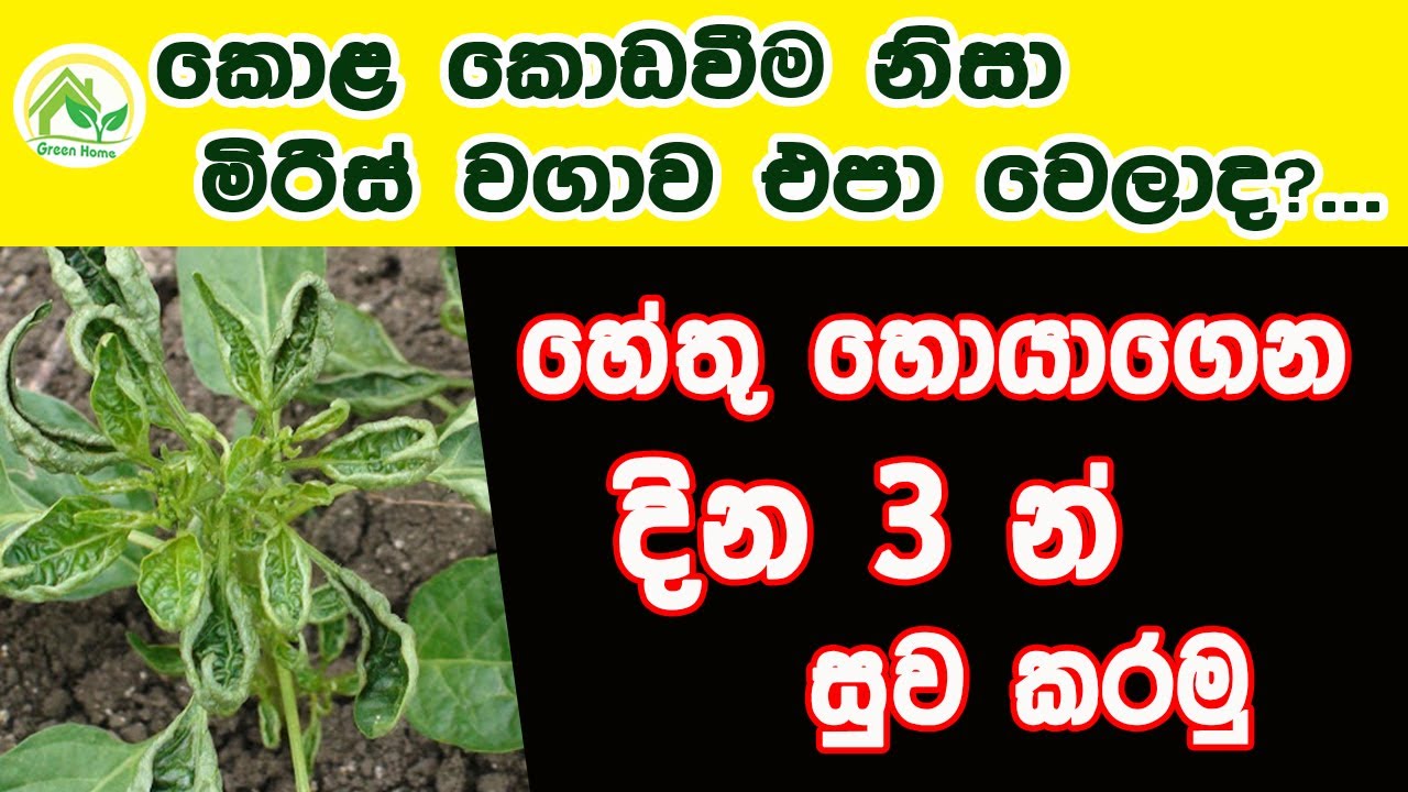 Miris Kola Koda Wenawada - මිරිස් කොළ කොඩ වෙනවද