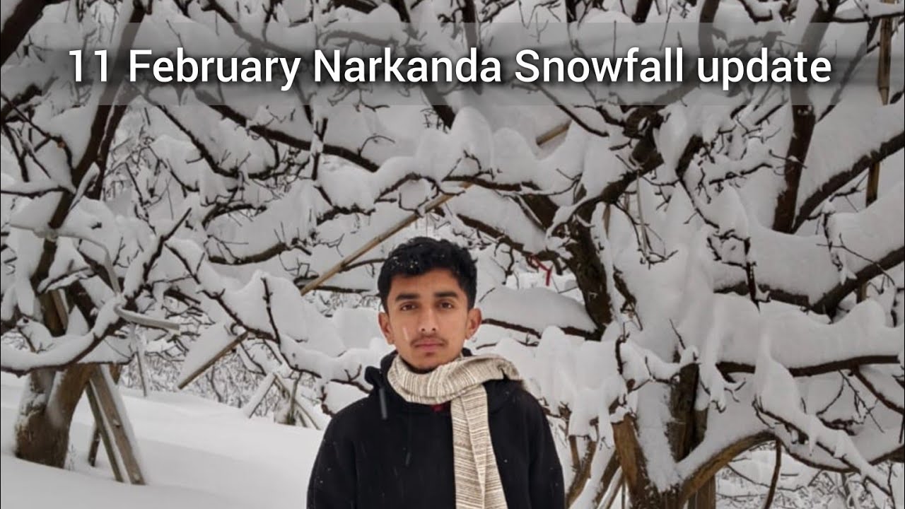 Narkanda snowfall update on 11 February| Narkanda Kufri Shimla | Himachal