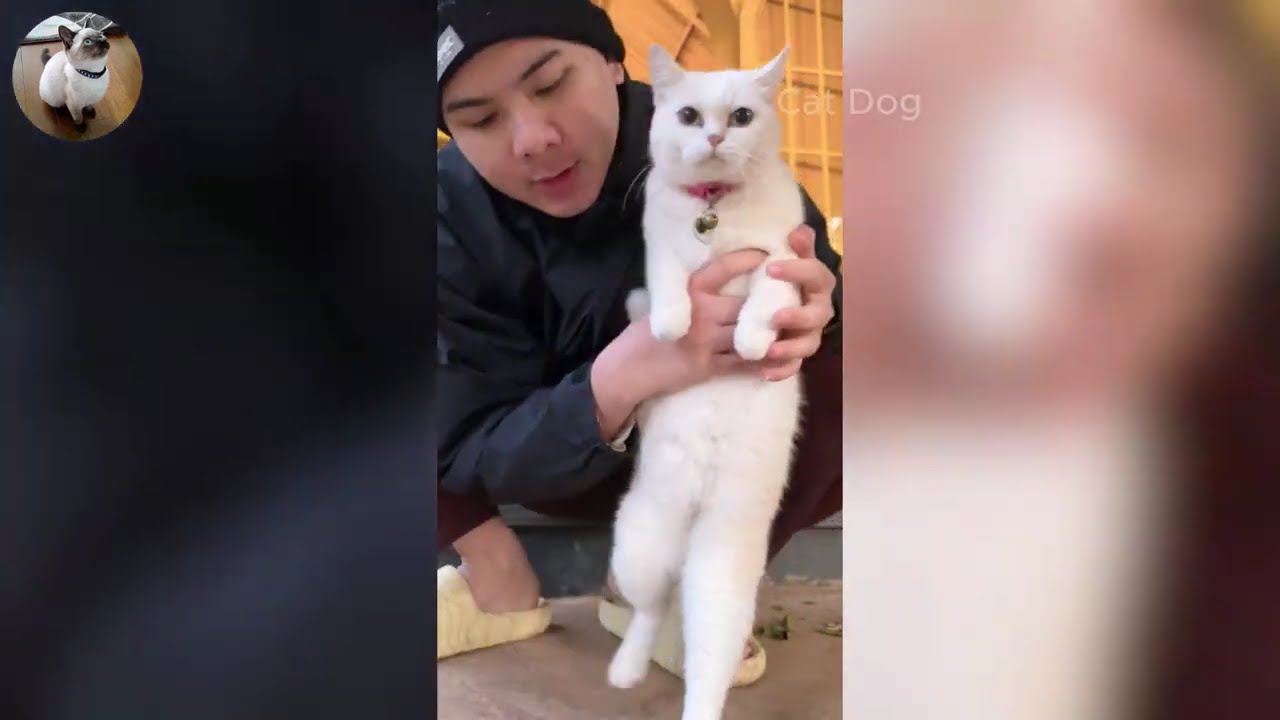 Funniest Cats and Dogs Videos 2026🐈🐕Try Not To Laugh😜 Part 27